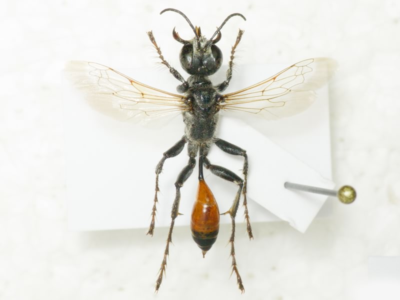 Hymenoptera